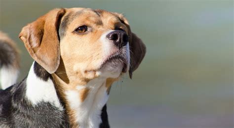 Honden Weten De Geur Van Kanker Te Herkennen Met Een Nauwkeurigheid