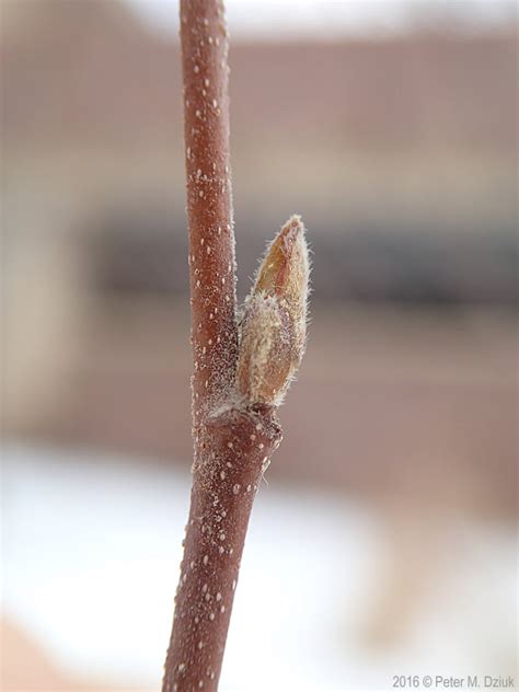 Betula Nigra River Birch Minnesota Wildflowers