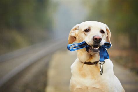 Saiba como ensinar o seu cão a usar coleira da melhor forma