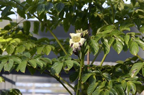 Oroxylum Indicum Alchetron The Free Social Encyclopedia