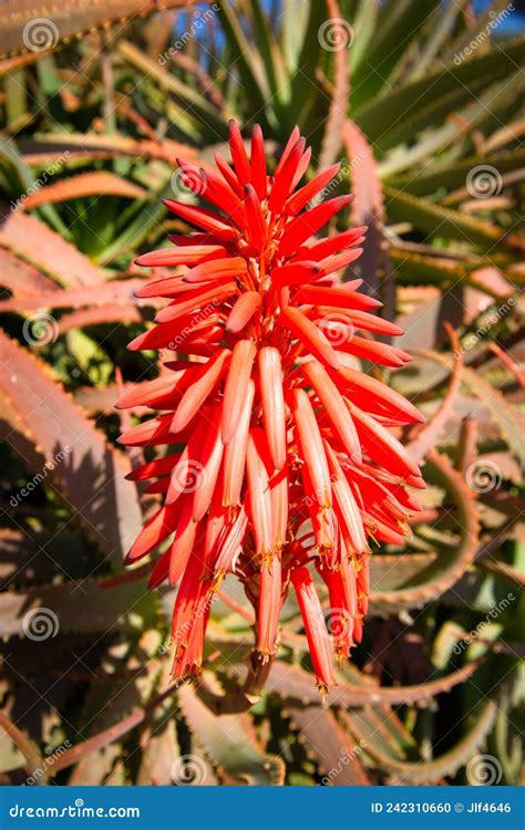 Antorcha Aloe Aloe Arborescens En Flor Foto De Archivo Imagen De