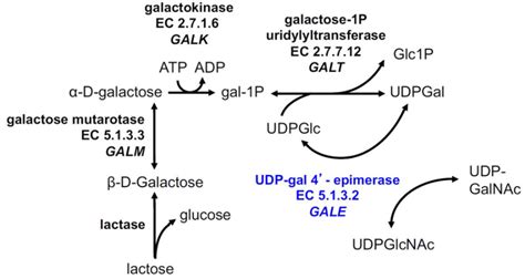 Figure 1 Leloir Pathway GeneReviews NCBI Bookshelf