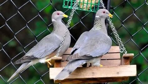 Band Tailed Pigeon Breed Guide Pigeonpedia