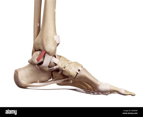 Medical Accurate Illustration Of The Posterior Tibiotalar Ligament