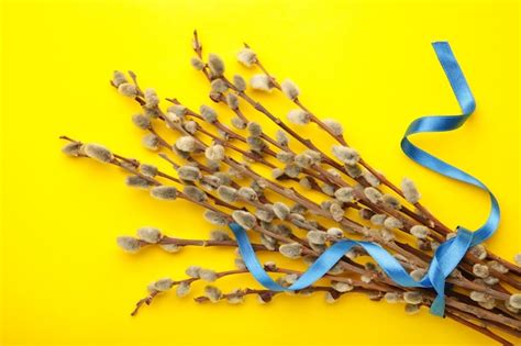 Premium Photo Bouquets Of Pussy Willow Branches With Blue Ribbon On Yellow Background