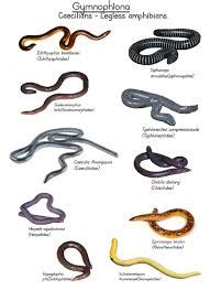 Caecilian Anatomy