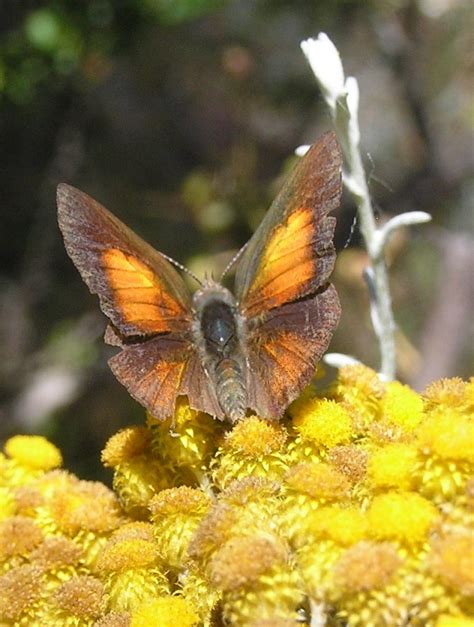 Fauna Species Projects Wetland Revival Trust