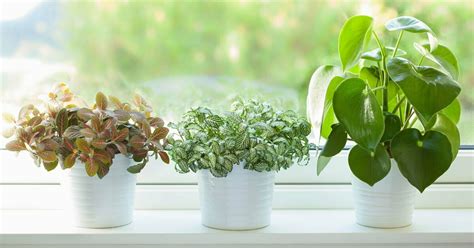 Best Air Purifying Plants For The Home In 2022