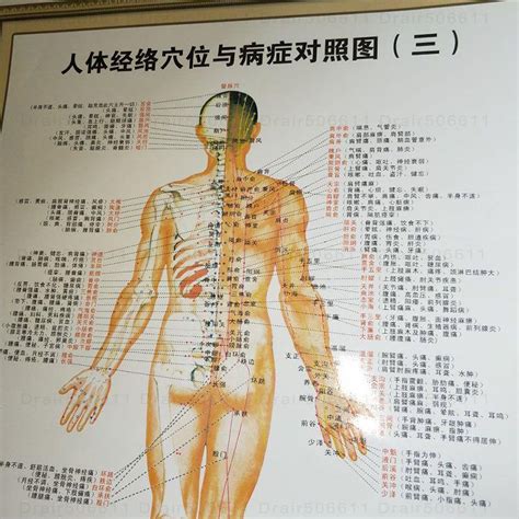 穴位圖穴位模型 男女通用人體經絡穴位圖人體大掛圖全身標準圖解中醫針灸推拿按摩 蝦皮購物