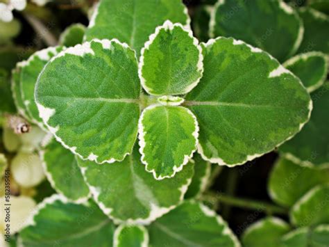 Foto De Green White Leave Foliage Variegated Indian Borage