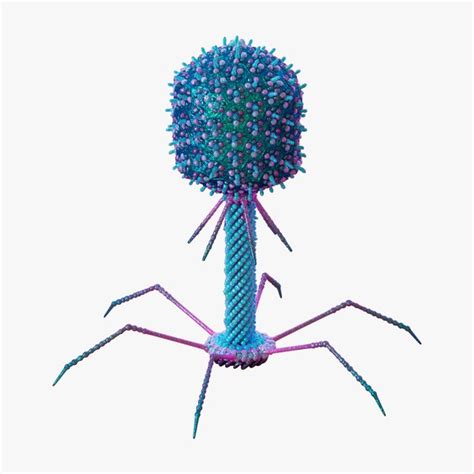 Bacteriophage Virus 3d Model