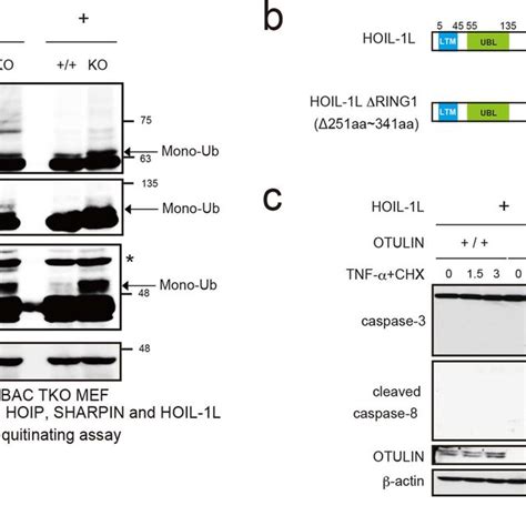 Auto Ubiquitination Of Hoil 1l Inhibits Lubac Functions A Lysates Of Download Scientific