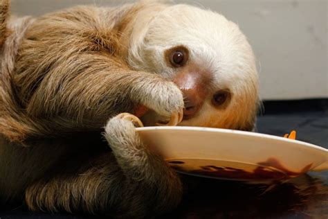 Reading While Eating for March 22: Sloths Are Having a Moment | TIME.com