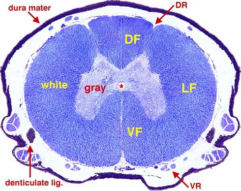 Arachnoid Mater Histology