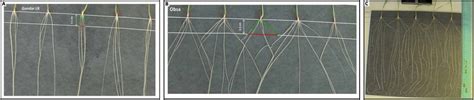 Root Growth Angle Of Seminal Roots In 12 Day Old Seedlings Of ‘gondar’ Download Scientific