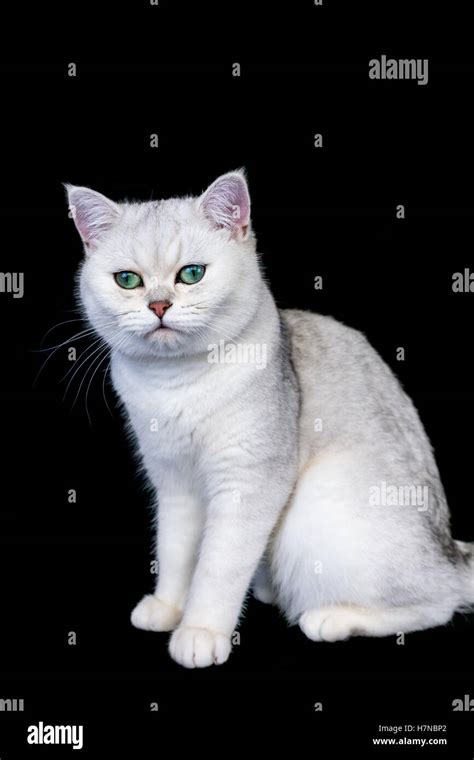 British shorthair cat silver shaded sitting hi-res stock photography ...