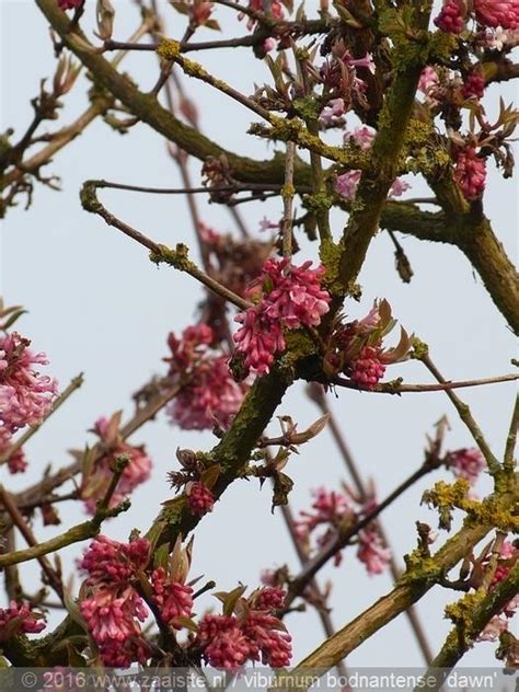 Viburnum X Bodnantense Dawn Pflanzen Kaufen Online