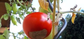 Bl Tenendf Ule Bei Tomaten Das Kannst Du Tun Utopia De