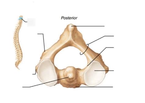 Axial Skeleton Vertebrae Superior View Of Axis C2 Diagram Quizlet