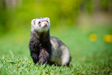 Le furet notre allié contre les rats Ville d Évry Courcouronnes