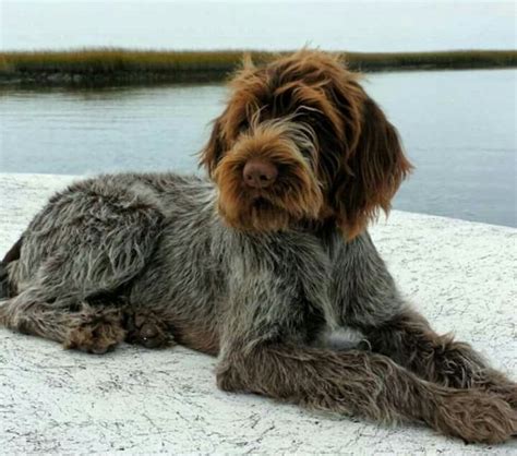 Wirehaired Pointing Griffon Info Temperament Puppies Pictures