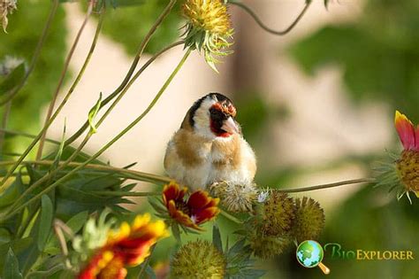 What Do Goldfinches Eat Goldfinch Diet By Types What Eats Goldfinches