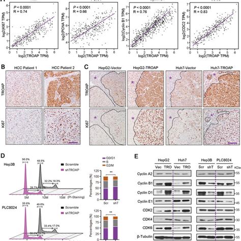 Overexpression Of Troap Promotes Hcc Cell Growth In Vitro And In Vivo