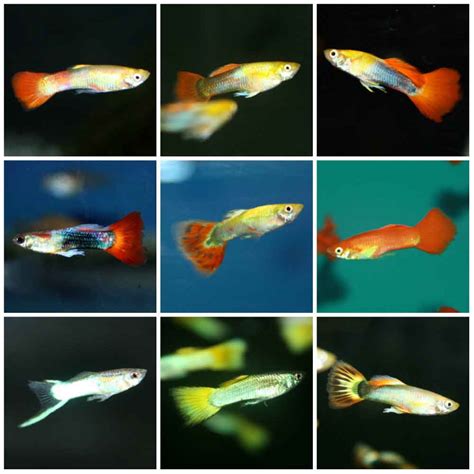 Assorted Fancy Guppy Poecilia Reticulata Male