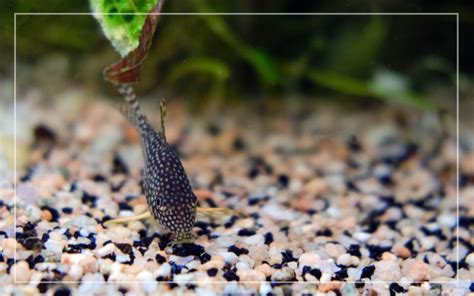 How to Acclimate New Corydoras in Tank?