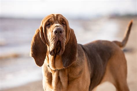 Bloodhound Dog Bloodhound