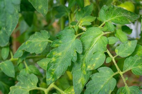 Tomato Leaf Mold Leaves Stock Photo Image Of Tomato 258524274