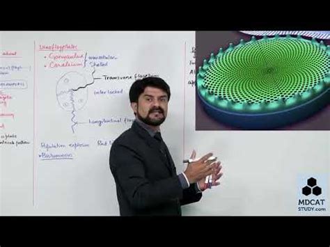 1ST YEAR BIOLOGY LEC#6 PLANT LIKE PROTISTS (EUGLENOIDS, DINOFLAGELLATES AND DIATOMS) - YouTube