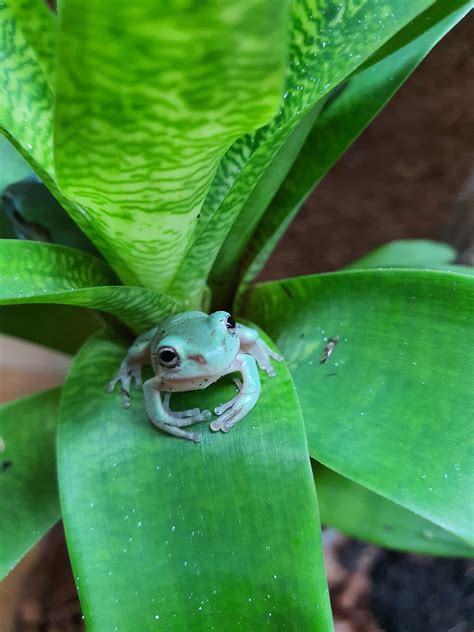 Whites Tree Frog Care