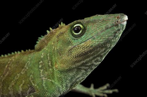 Jamaican Giant Anole Stock Image C0594647 Science Photo Library