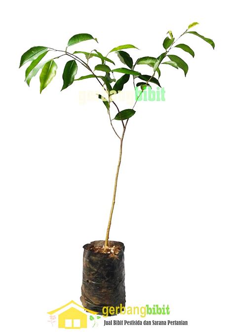 Bibit Tanaman Hias Pohon Beringin Murah | Sarana Pertanian Online Indonesia