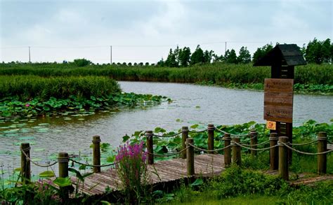 上海崇明岛东滩湿地，国内唯一一处与候鸟保护区相邻的湿地公园