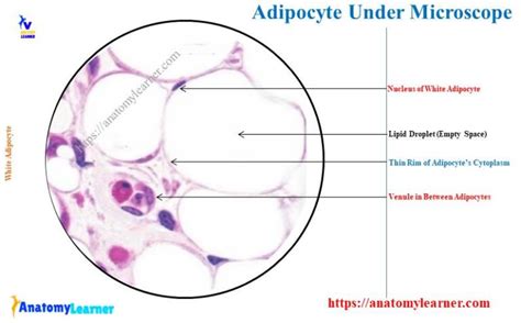 Adipose Tissue Under Microscope With Labeled Diagram Anatomylearner