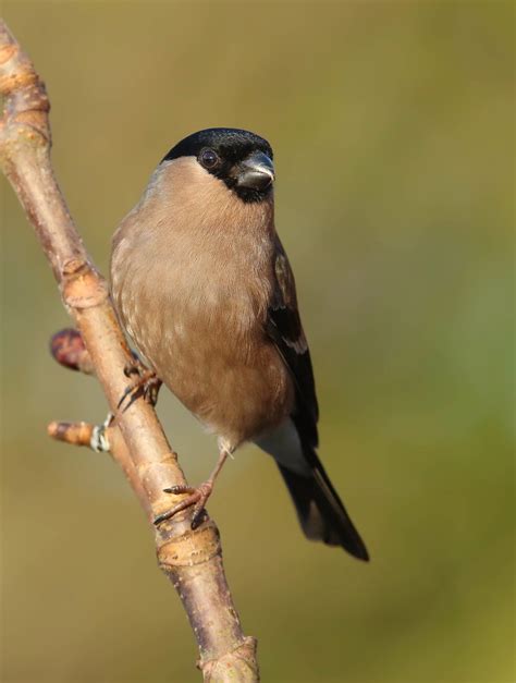 Bullfinch Female Belington Neil Cairns Flickr