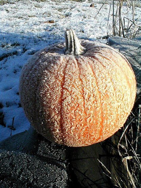 Frost on the Pumpkin . | Fall pumpkins, Beautiful fall, Fall thanksgiving