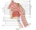 Upper Airway Anatomy Flashcards Quizlet