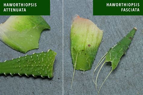 Haworthiopsis Haworthia Attenuata