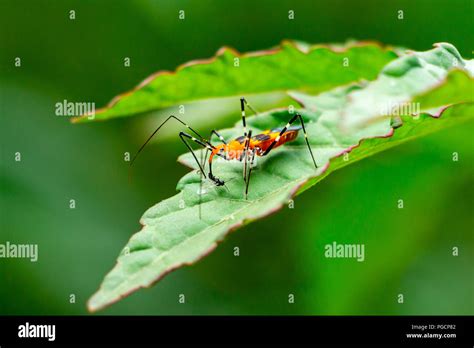 Milkweed Assassin Bug Nymph