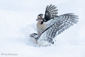 Dendrocopos Major In Great Spotted Woodpecker En Us Fi