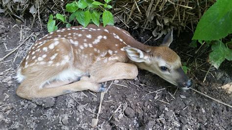 Fawn 2 At Nature Station Nature Station Welcomed The Birt Flickr