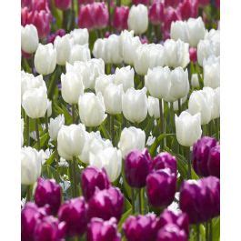 Tulip White Prince Van Eneglen Wholesale Flower Bulbs