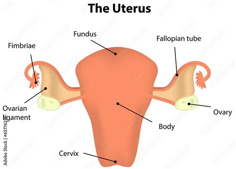 Uterus Labeled Diagram Stock Illustration Adobe Stock