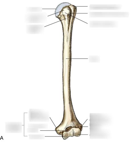 Humerus Labeling Using Diagram Diagram Quizlet