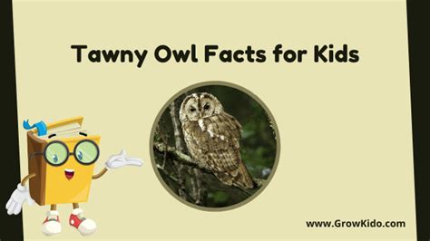 11 Amazing Elf Owl Facts for Kids [UPDATED Facts]