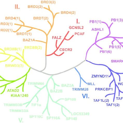 Phylogenetic Tree Based On The Structure Of The Human Brds The Brds