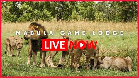 Live: Mabula Game Lodge Wildlife Webcam | Limpopo